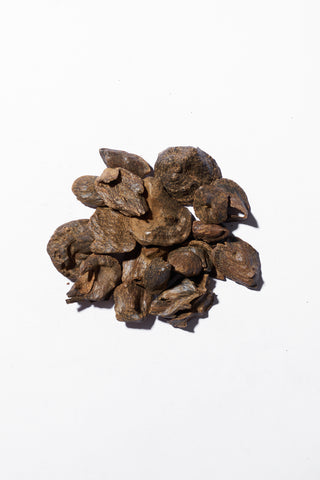 Ceylon Shells